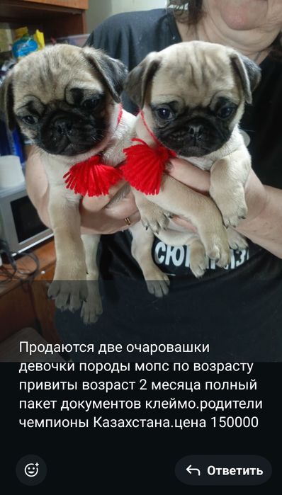 Продам щенков мопса