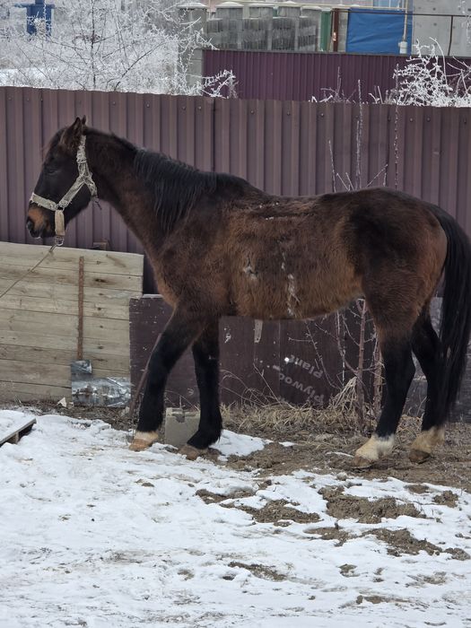 Продам лошадь   Жастар 2