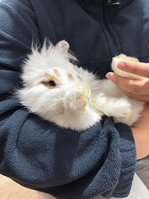 Кролик с едой с клеткой и тд