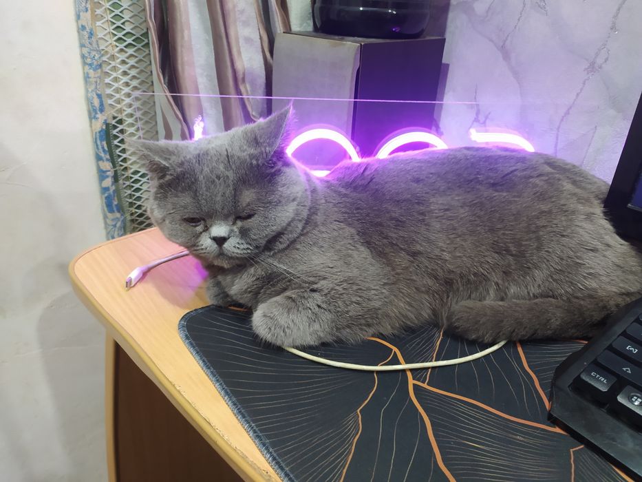 Потерялся кот ,дачи