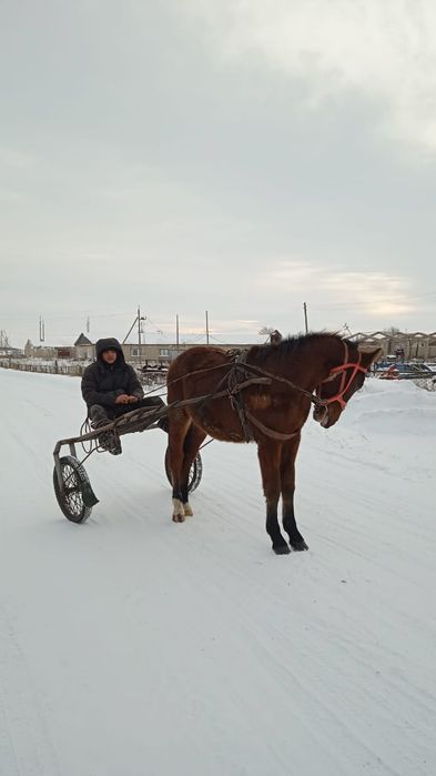Продам жеребца 2х летний