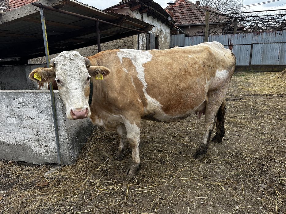 Vand vaci baltate bune de lapte,