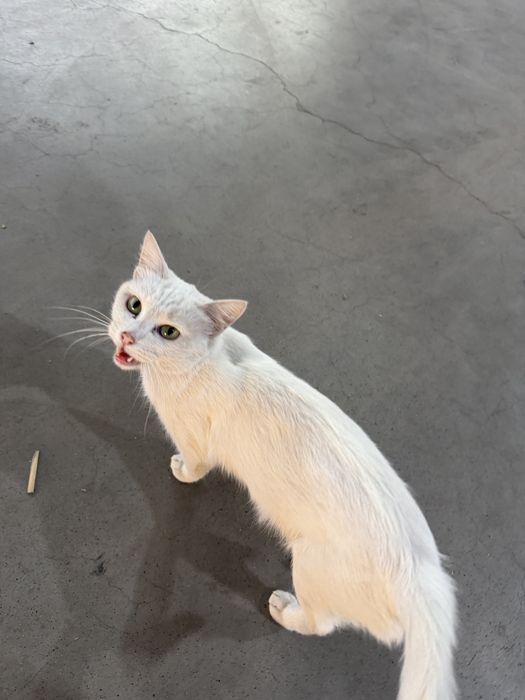 Кошка в добрые руки