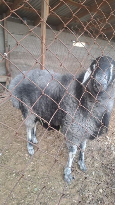 Кошкар сатылады семиз