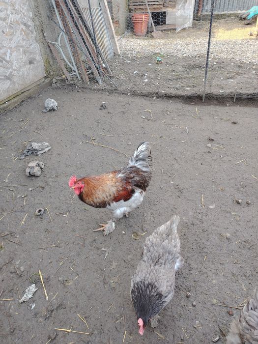 Vând sau schimb cocoș