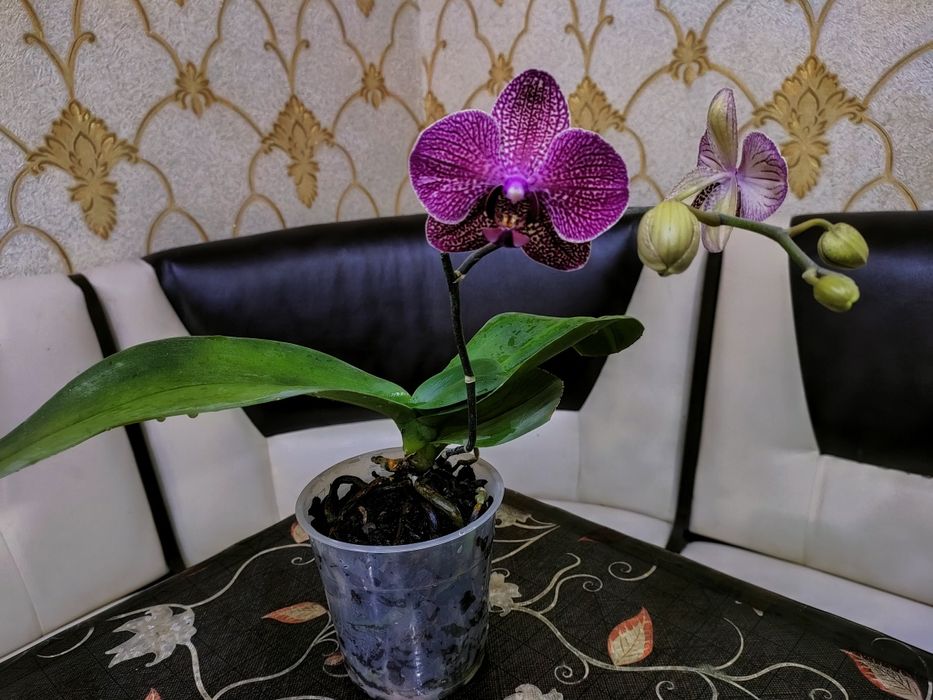 Растения домашние . Доставка