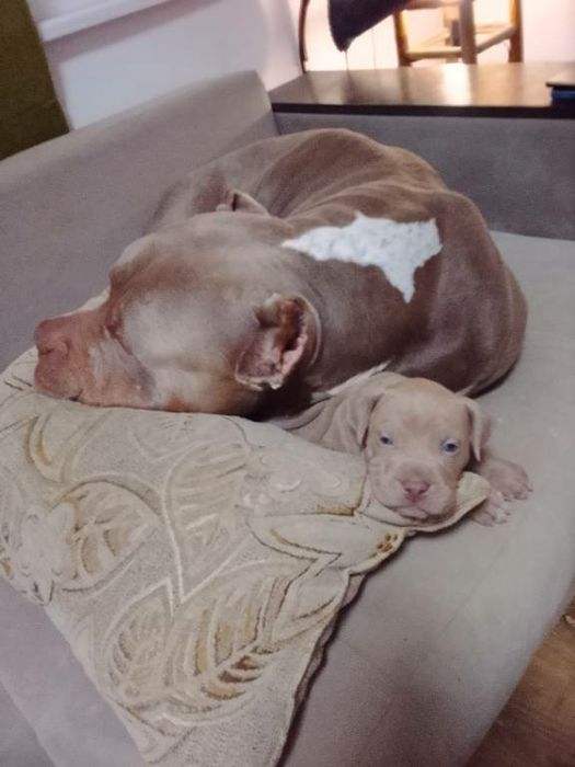 Американско були ХЛ