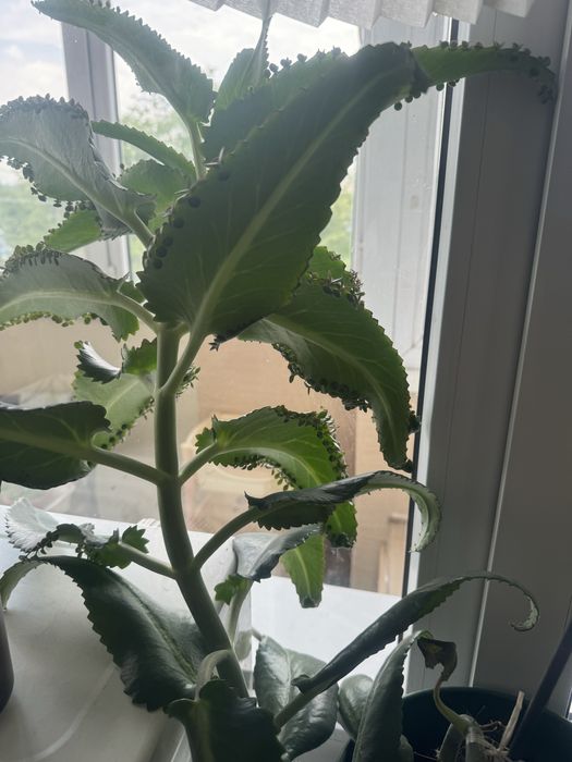 В дар Коланхоэ лечебное