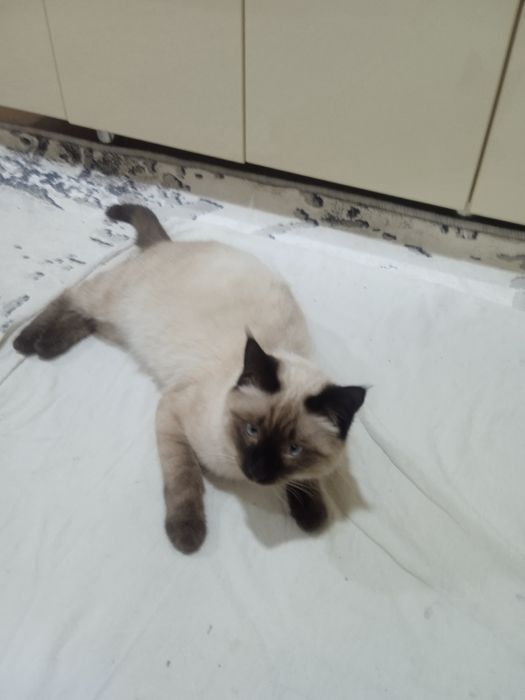 Продам кота сиамского очень послушный пять месяцев