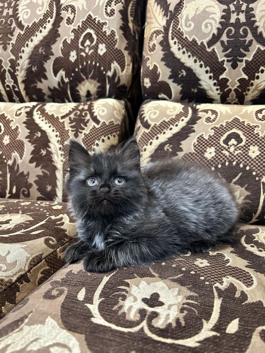 Котенок очень активный.