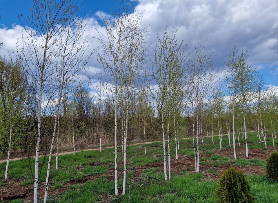 Vând copaci ornamentali-Mesteacan-tei-platan