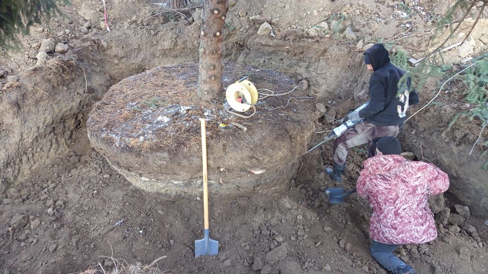 Пересадка посадка крупномеров