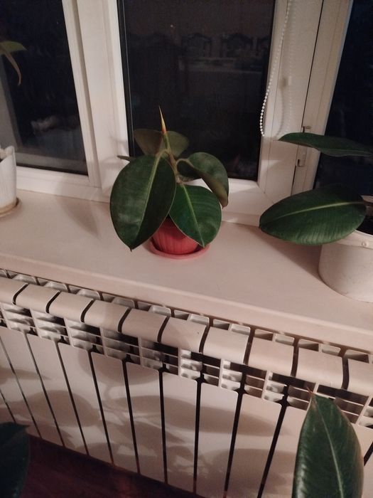 Фикусы, олеандры , денежный