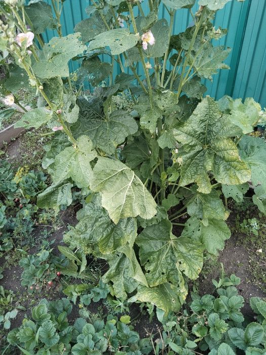 Продам мяту лопух,хрен,укроп