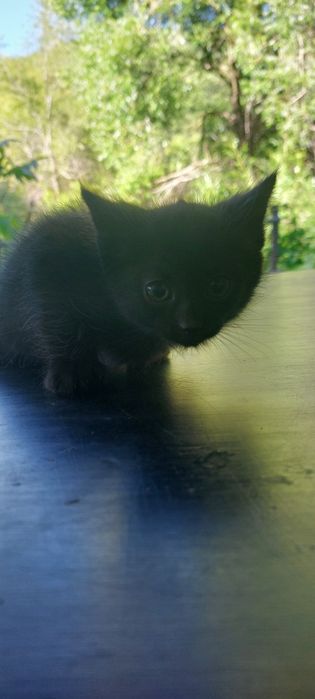 Котята крысоловы
