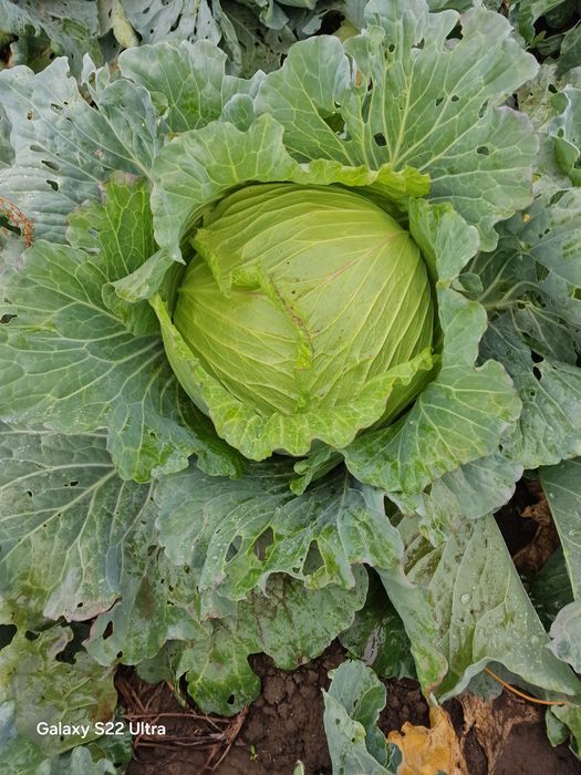 Vând varză plată și conopidă