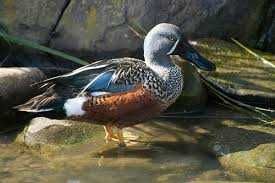 Vand Rate de ornament