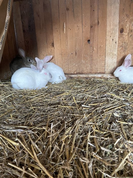 Pui de iepure……….