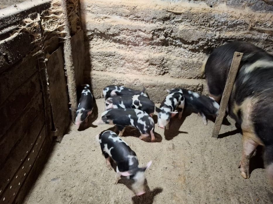 Продам поросят месячных