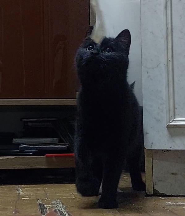 Кошка ищет семью и дом