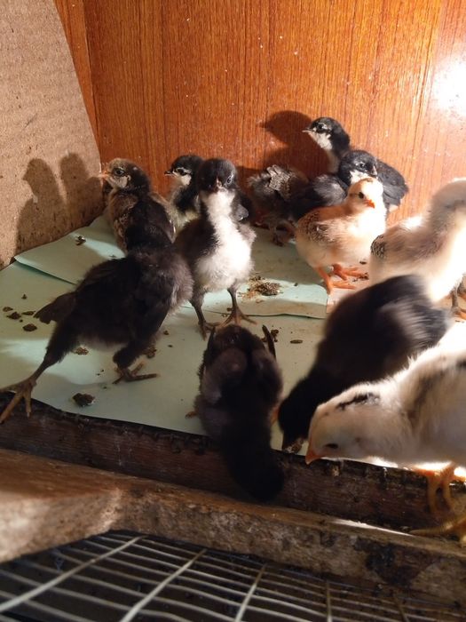 Джерси Гигант шөже сатылады