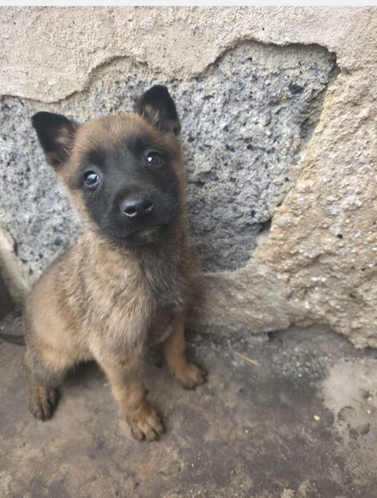 Белгийски овчарки