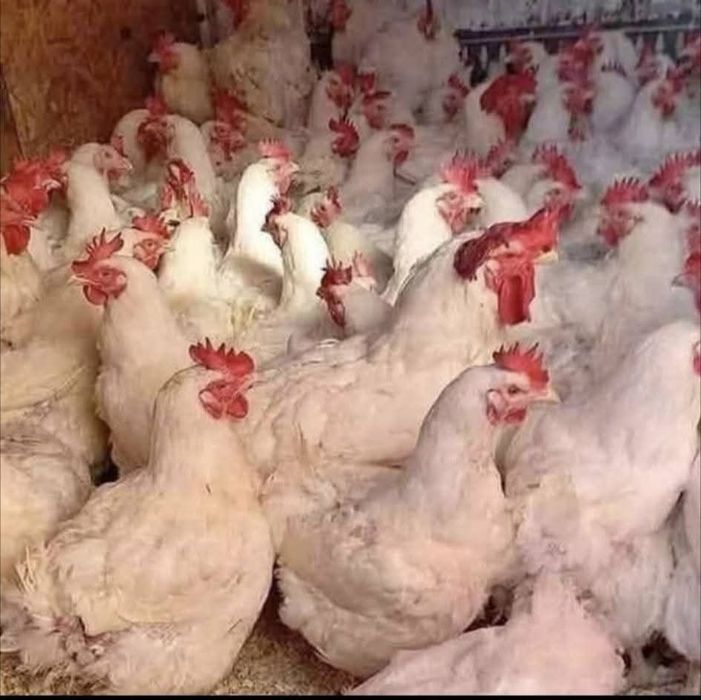 Gaini de carne la 4-5 kg