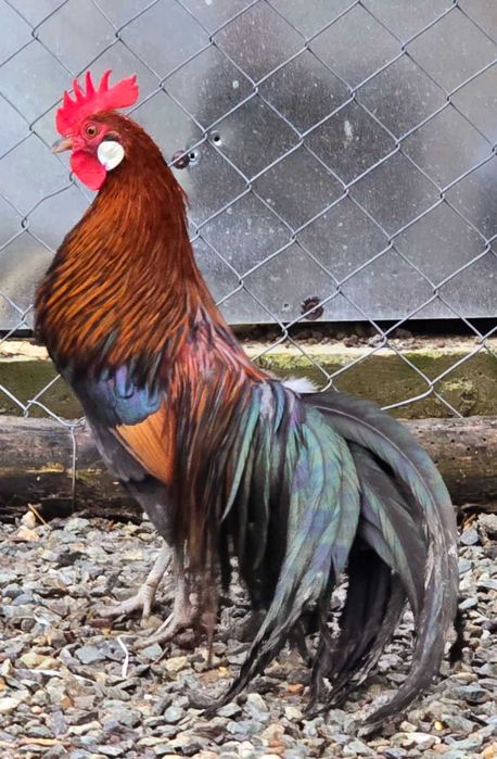 Cocosi pitici  Phoenix,  Porumbei voltați  (curcani) si rațe leșesti