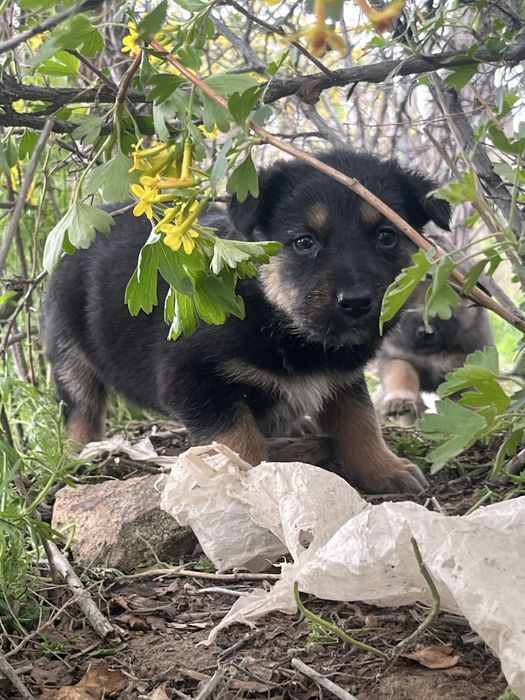 Щенята красивыее