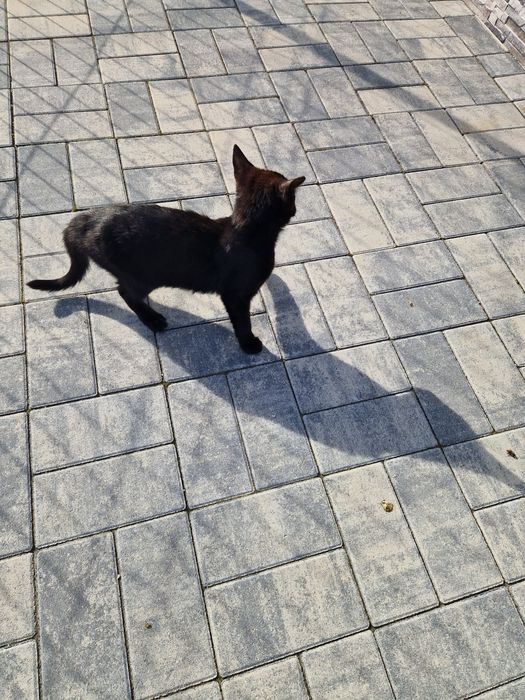 Donez 2 pisicute 6 luni