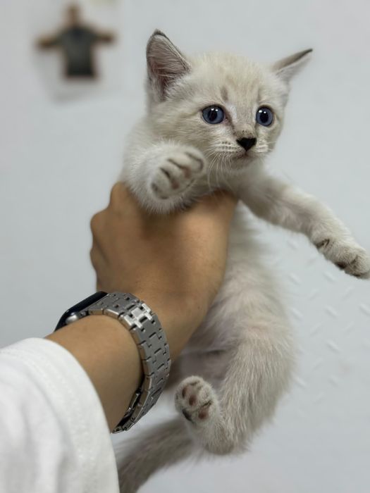 Котёнок ищет дом!