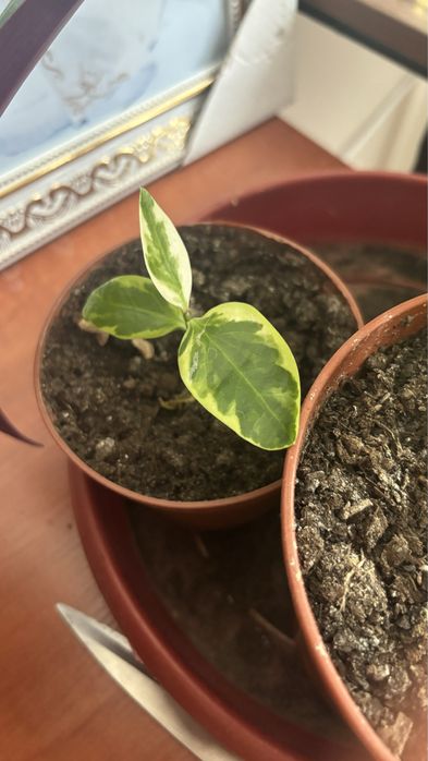 Продам черенок педилантуса