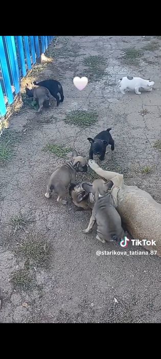 Продам щенков породы француский бульдог.