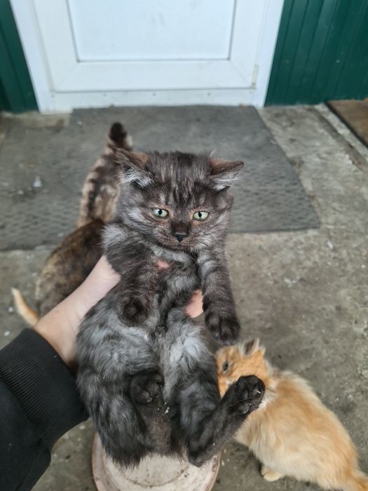 Отдам котят в добрые руки