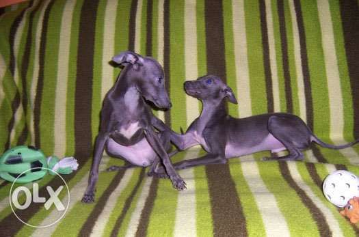 зоомагазин Роди Варна