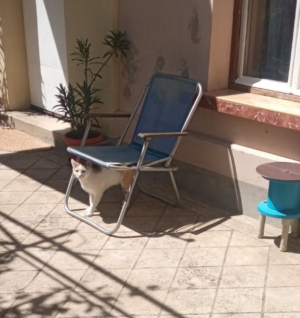 Подарявам голямо коте