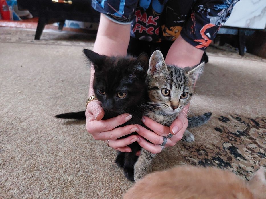 Отдам котят в добрые руки