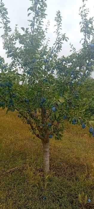 Vand prune productie proprie