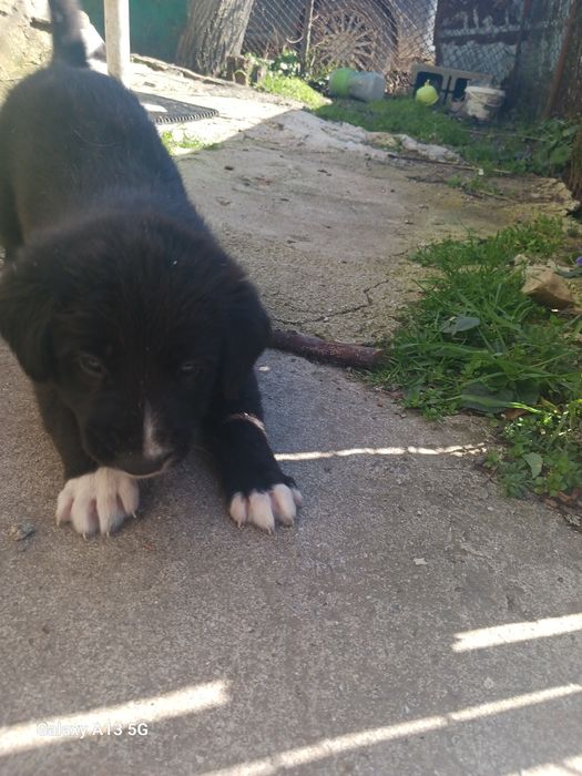 Подарявам овчарка