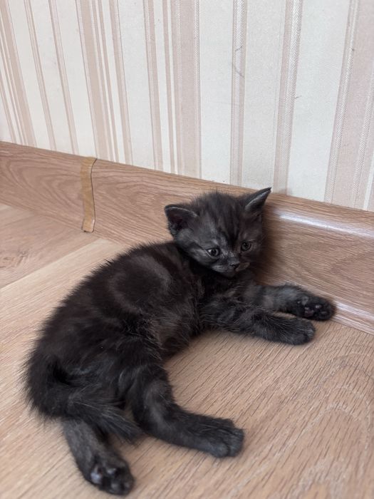 Продам породистых котят