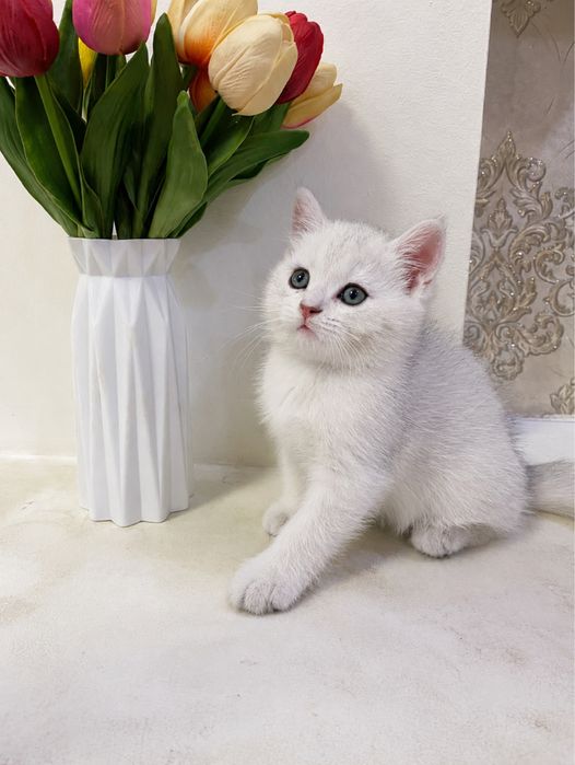 Продаются Серебристая Шиншилла