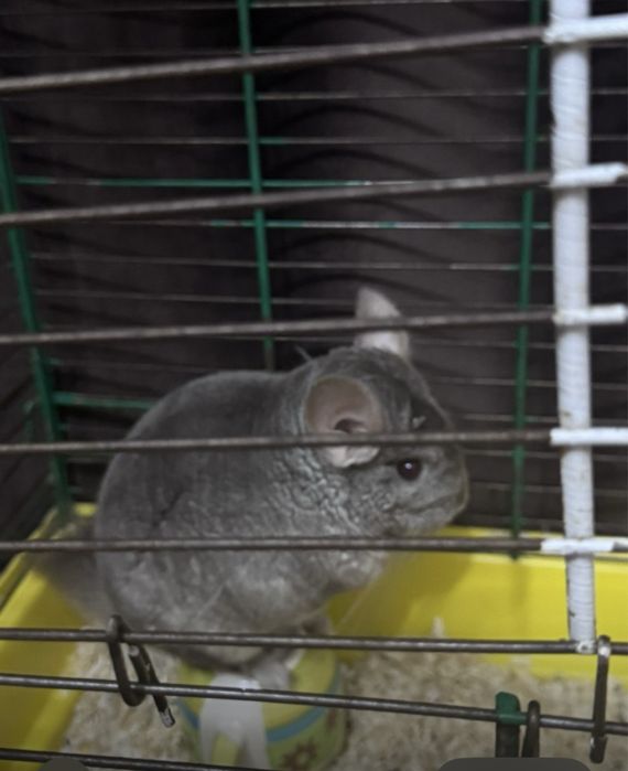 продам шиншилу вместе с клеькой