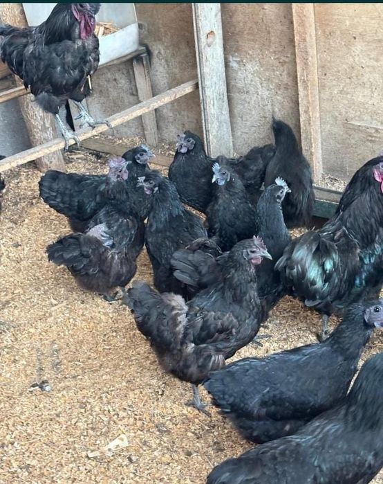 Ухлейию цеплята обмен