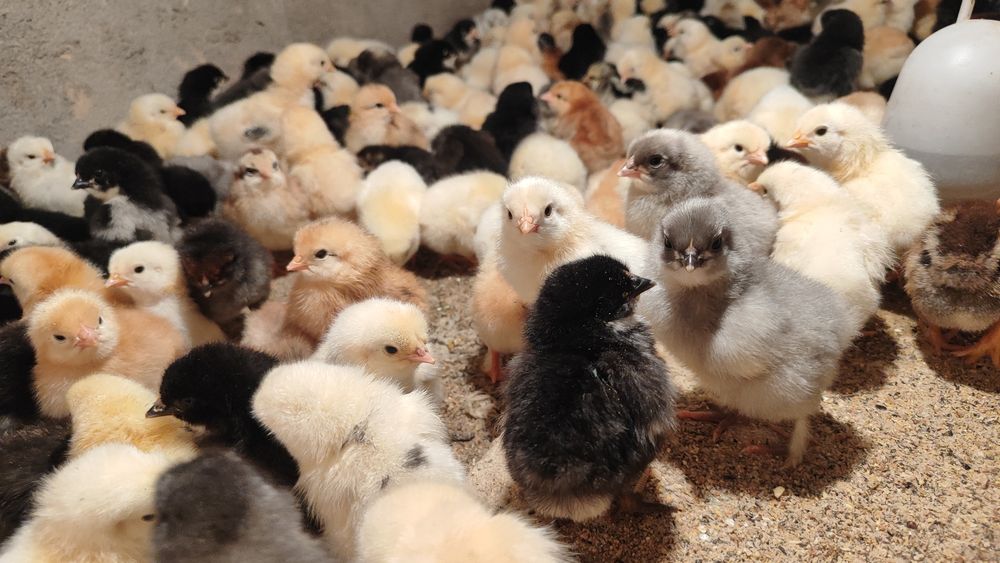 Цыплята суточные домашние