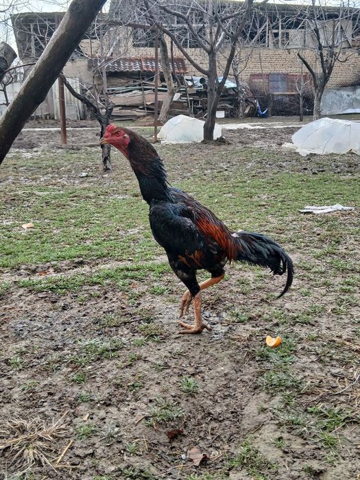 Dakan xo'roz sotiladi