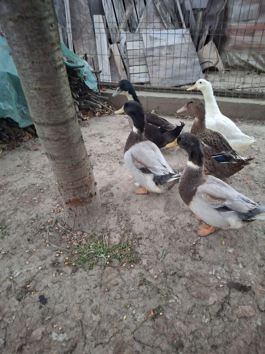 Rațe de vânzare  crescute in curte la țară