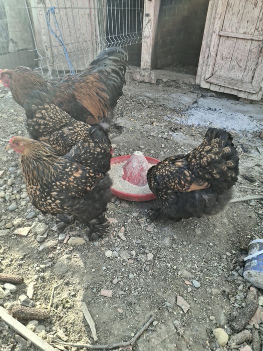 Oua brahma de incubat