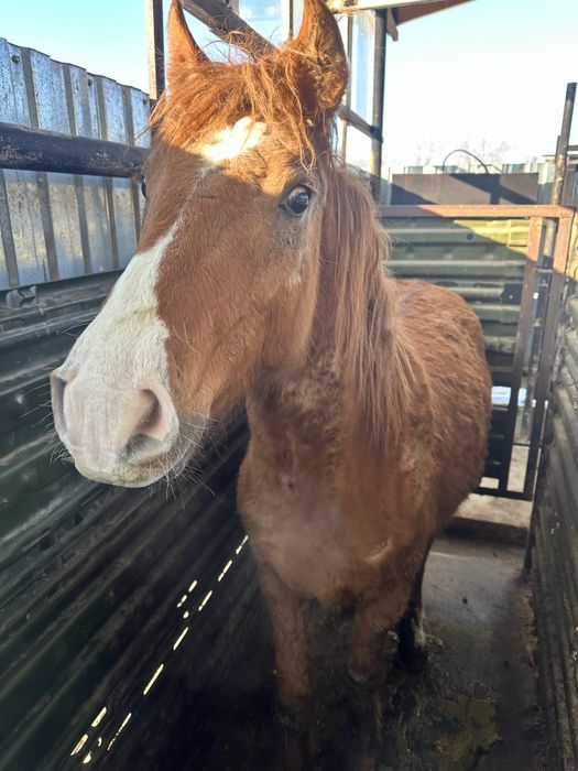 Семыз жылкы сатылады