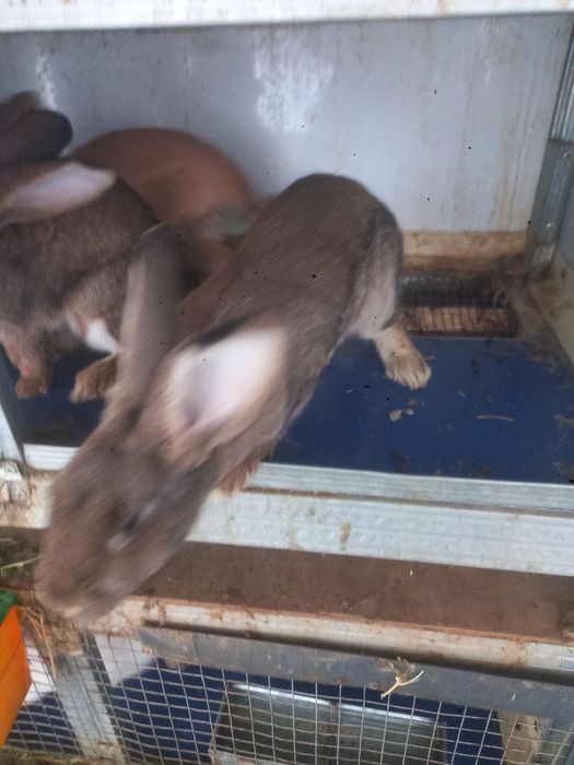 Куенлар сотилади