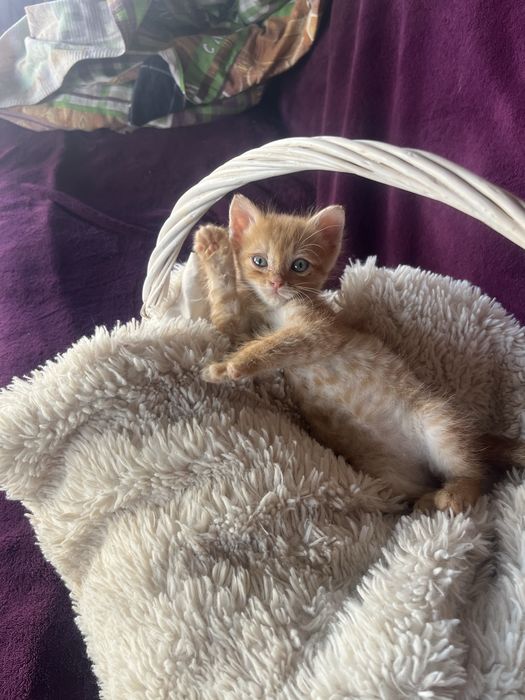 Котята бесплатно в добрые руки